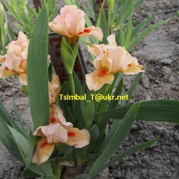 Ирисы-Карлики.Продажа - <ro>Изображение</ro><ru>Изображение</ru> #2, <ru>Объявление</ru> #912597