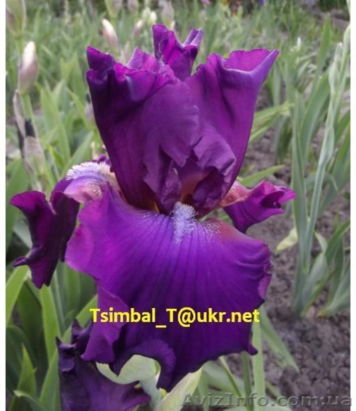 Ирисы.Распродажа сортовых ирисов  - <ro>Изображение</ro><ru>Изображение</ru> #2, <ru>Объявление</ru> #912588