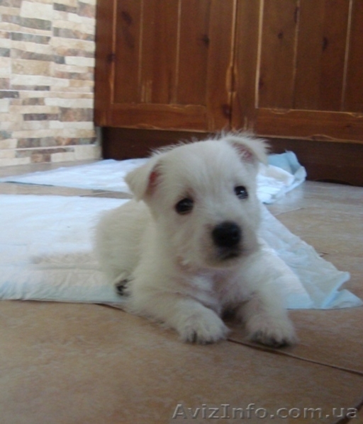 Лето с Вест-хайленд вайт терьер - <ro>Изображение</ro><ru>Изображение</ru> #2, <ru>Объявление</ru> #900579