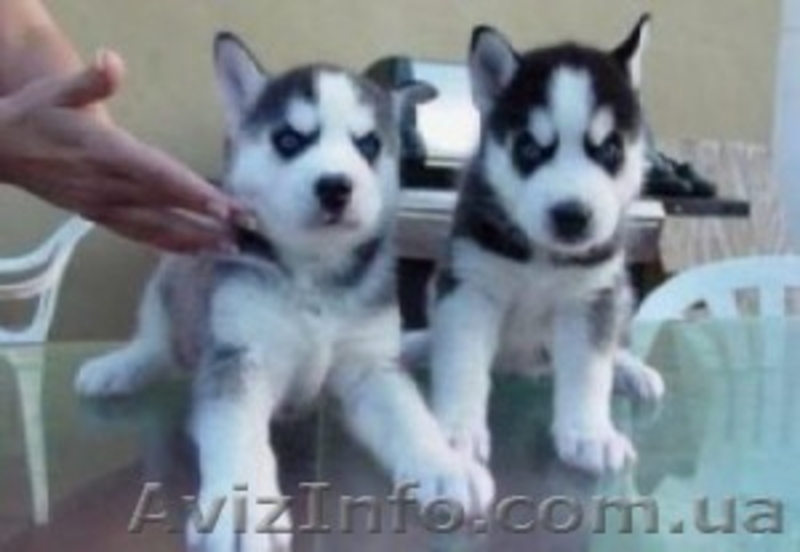  Сибирский хаски щенки. - <ro>Изображение</ro><ru>Изображение</ru> #2, <ru>Объявление</ru> #911974