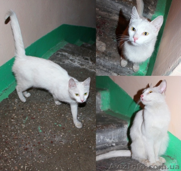 Грациозная ласковая леди ищет дом! - <ro>Изображение</ro><ru>Изображение</ru> #1, <ru>Объявление</ru> #921253