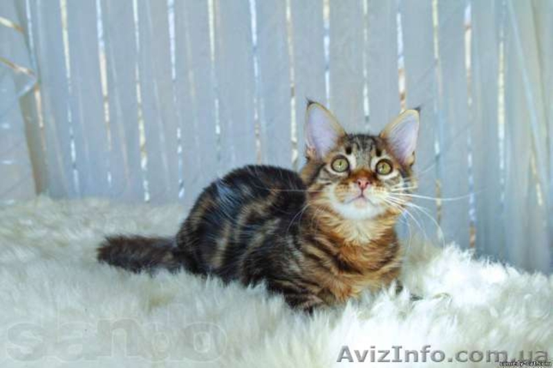 Эксклюзивный мейн кун черный мрамор на серебре - <ro>Изображение</ro><ru>Изображение</ru> #1, <ru>Объявление</ru> #919691