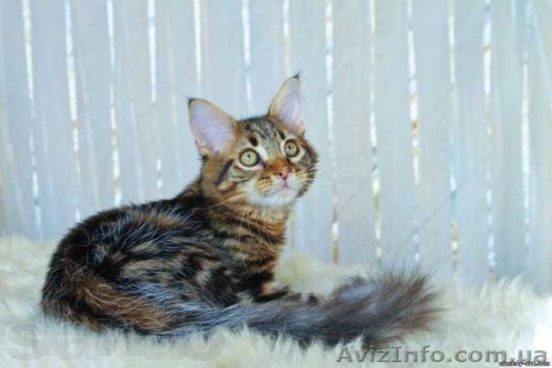 Эксклюзивный мейн кун черный мрамор на серебре - <ro>Изображение</ro><ru>Изображение</ru> #2, <ru>Объявление</ru> #919691