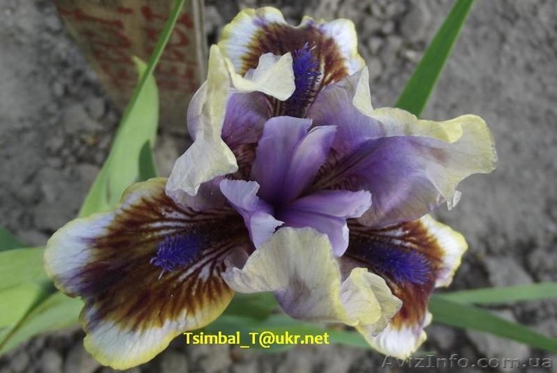 Ирисы-Карлики.Продажа - <ro>Изображение</ro><ru>Изображение</ru> #6, <ru>Объявление</ru> #912597