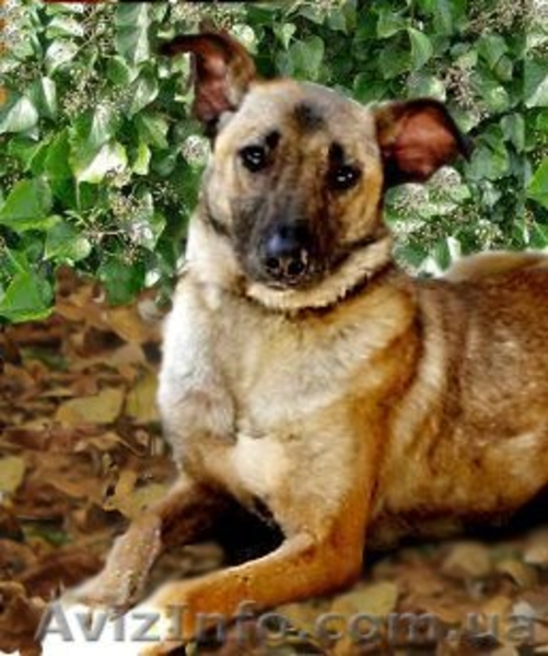 Тина - веселая, жизнерадостная cобака ищет хозяев - <ro>Изображение</ro><ru>Изображение</ru> #3, <ru>Объявление</ru> #914114