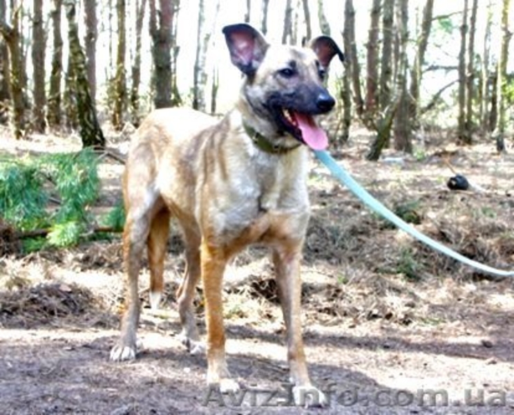 Тина - веселая, жизнерадостная cобака ищет хозяев - <ro>Изображение</ro><ru>Изображение</ru> #2, <ru>Объявление</ru> #914114