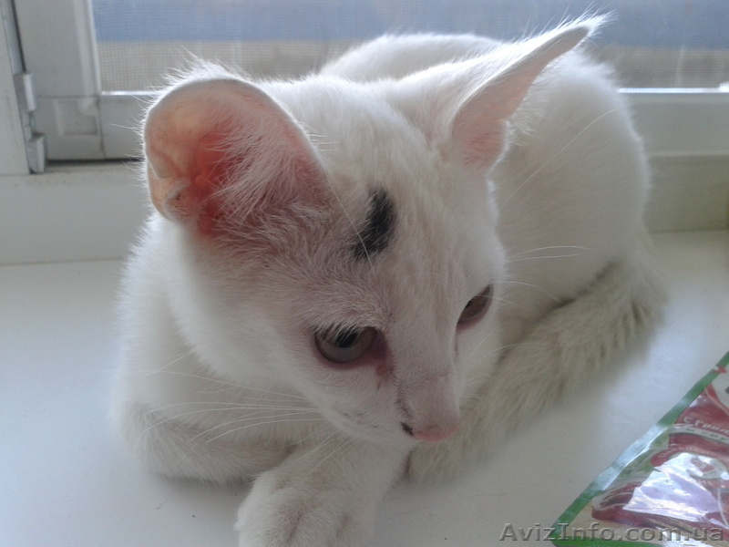 Котенок ищет самых лучших хозяев! Бесплатно. Метис Абиссинской кошки. Домашний. - <ro>Изображение</ro><ru>Изображение</ru> #2, <ru>Объявление</ru> #920416