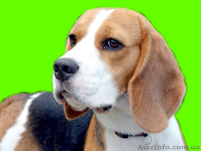 Щенки биглюшки, лучистые глазки, бархатные ушки на сайте. - <ro>Изображение</ro><ru>Изображение</ru> #1, <ru>Объявление</ru> #558465