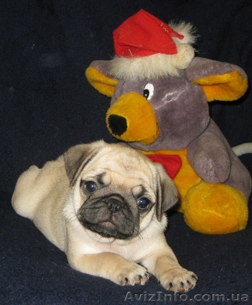 Продаются очаровательные щенки мопсов - <ro>Изображение</ro><ru>Изображение</ru> #1, <ru>Объявление</ru> #916636