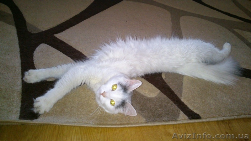СРОЧНО! отдам кошку - <ro>Изображение</ro><ru>Изображение</ru> #3, <ru>Объявление</ru> #912088