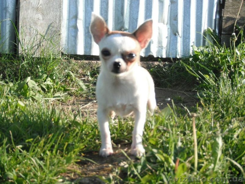 Маленькую , занятную девочку-минюшечку - <ro>Изображение</ro><ru>Изображение</ru> #1, <ru>Объявление</ru> #912575