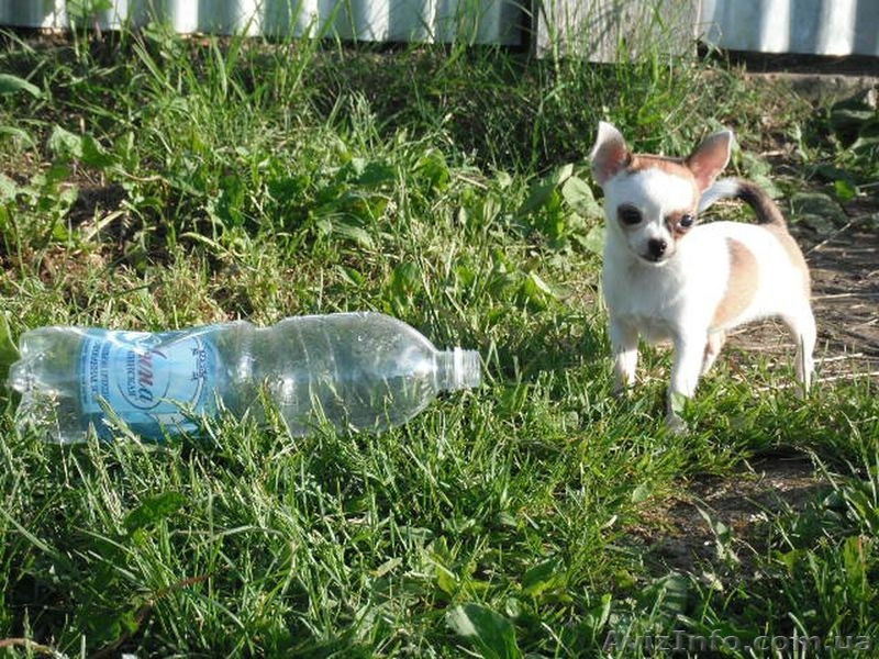 Маленькую , занятную девочку-минюшечку - <ro>Изображение</ro><ru>Изображение</ru> #3, <ru>Объявление</ru> #912575
