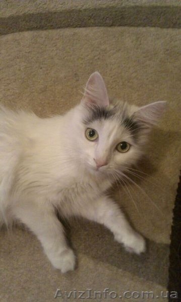 СРОЧНО! отдам кошку - <ro>Изображение</ro><ru>Изображение</ru> #1, <ru>Объявление</ru> #912088