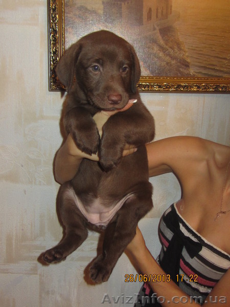 Плюшевое сокровище от элитных родителей!!! - <ro>Изображение</ro><ru>Изображение</ru> #4, <ru>Объявление</ru> #907459