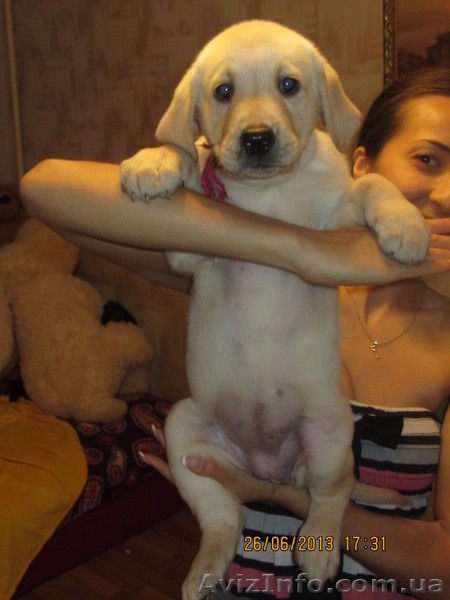 Плюшевое сокровище от элитных родителей!!! - <ro>Изображение</ro><ru>Изображение</ru> #3, <ru>Объявление</ru> #907459