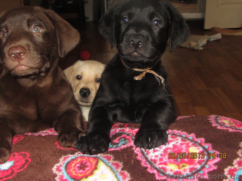 Плюшевое сокровище от элитных родителей!!! - <ro>Изображение</ro><ru>Изображение</ru> #6, <ru>Объявление</ru> #907459