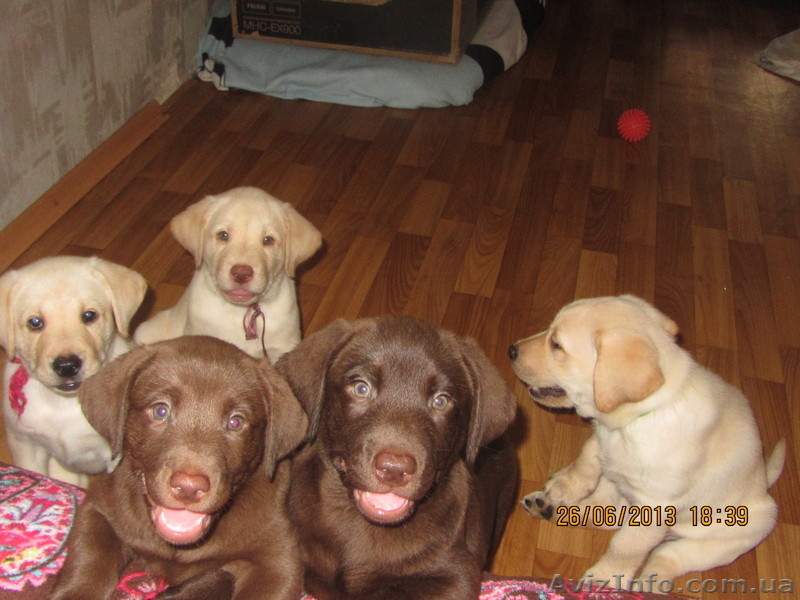 Плюшевое сокровище от элитных родителей!!! - <ro>Изображение</ro><ru>Изображение</ru> #8, <ru>Объявление</ru> #907459