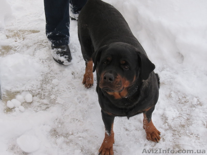 Предлагаются щенки ротвейлера - <ro>Изображение</ro><ru>Изображение</ru> #1, <ru>Объявление</ru> #910211