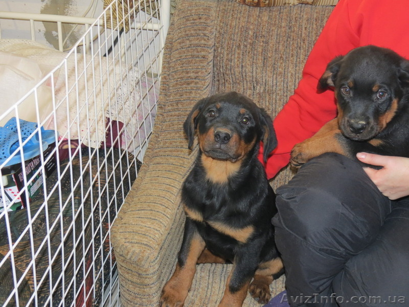 Предлагаются щенки ротвейлера - <ro>Изображение</ro><ru>Изображение</ru> #2, <ru>Объявление</ru> #910211