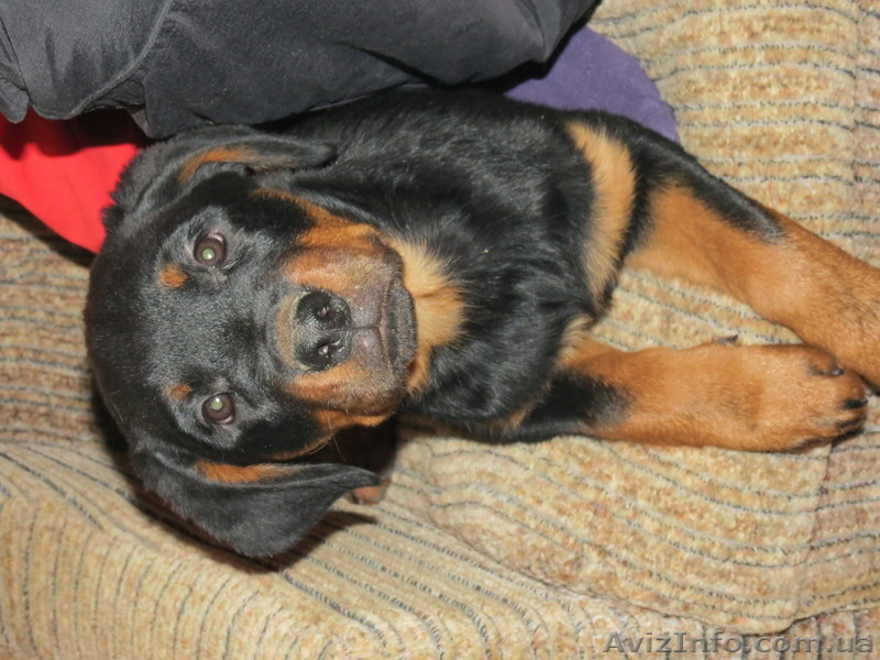 Предлагаются щенки ротвейлера - <ro>Изображение</ro><ru>Изображение</ru> #3, <ru>Объявление</ru> #910211