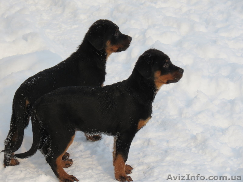 Предлагаются щенки ротвейлера - <ro>Изображение</ro><ru>Изображение</ru> #4, <ru>Объявление</ru> #910211