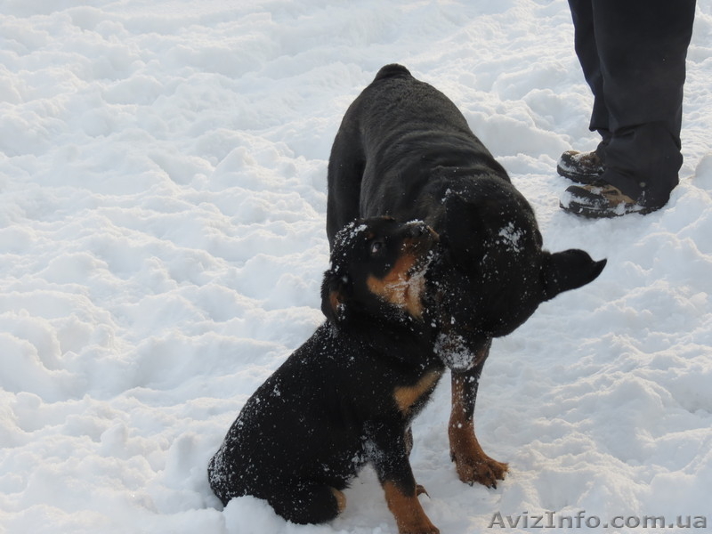 Предлагаются щенки ротвейлера - <ro>Изображение</ro><ru>Изображение</ru> #5, <ru>Объявление</ru> #910211