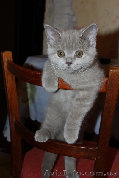 Котята породы британская короткошерстная. - <ro>Изображение</ro><ru>Изображение</ru> #4, <ru>Объявление</ru> #916430