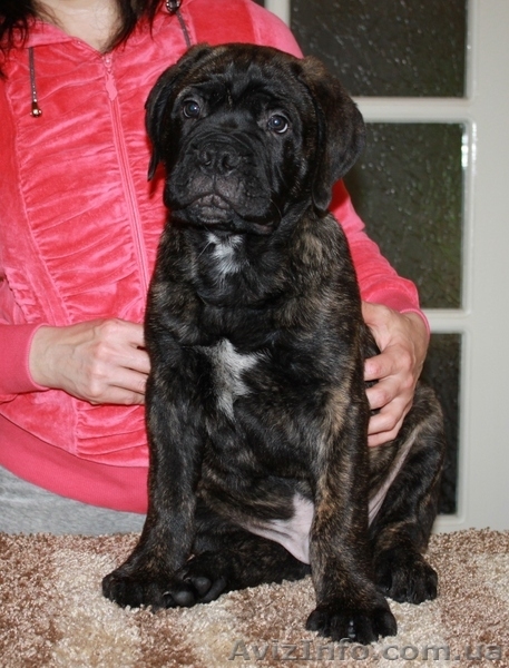 Продается подрощенный щенок бульмастифа из питомника - <ro>Изображение</ro><ru>Изображение</ru> #5, <ru>Объявление</ru> #915407