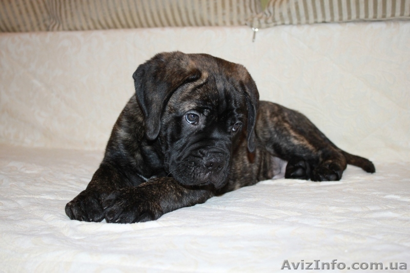 Продается подрощенный щенок бульмастифа из питомника - <ro>Изображение</ro><ru>Изображение</ru> #6, <ru>Объявление</ru> #915407