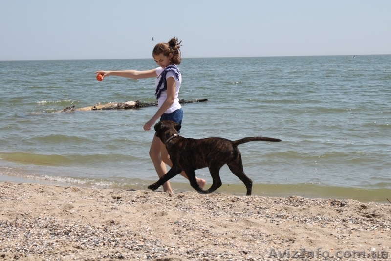 Продается подрощенный щенок бульмастифа из питомника - <ro>Изображение</ro><ru>Изображение</ru> #1, <ru>Объявление</ru> #915407