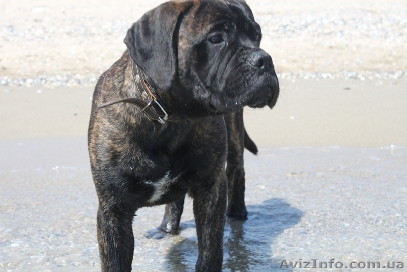 Продается подрощенный щенок бульмастифа из питомника - <ro>Изображение</ro><ru>Изображение</ru> #3, <ru>Объявление</ru> #915407