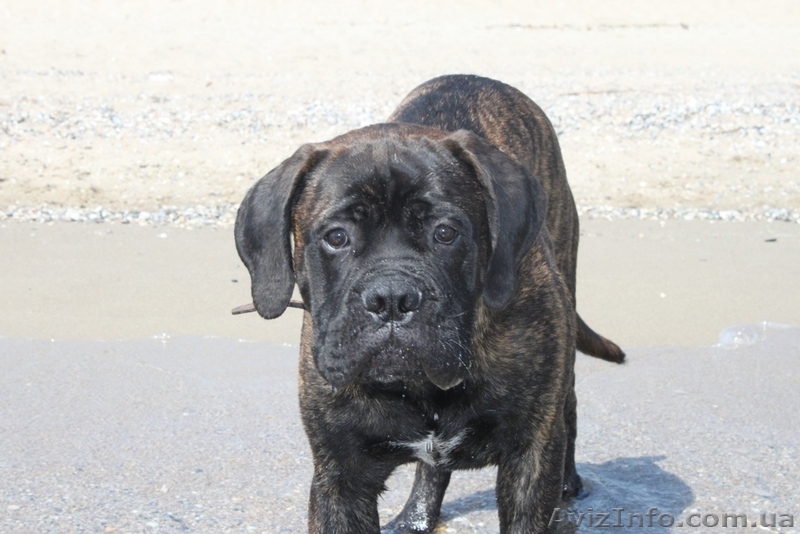 Продается подрощенный щенок бульмастифа из питомника - <ro>Изображение</ro><ru>Изображение</ru> #4, <ru>Объявление</ru> #915407