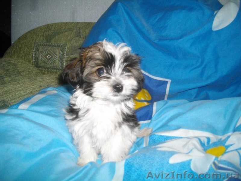 Украинский колор той(болонка) - <ro>Изображение</ro><ru>Изображение</ru> #2, <ru>Объявление</ru> #913041