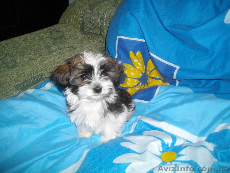 Украинский колор той(болонка) - <ro>Изображение</ro><ru>Изображение</ru> #1, <ru>Объявление</ru> #913041