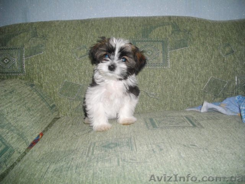 Украинский колор той(болонка) - <ro>Изображение</ro><ru>Изображение</ru> #3, <ru>Объявление</ru> #913041