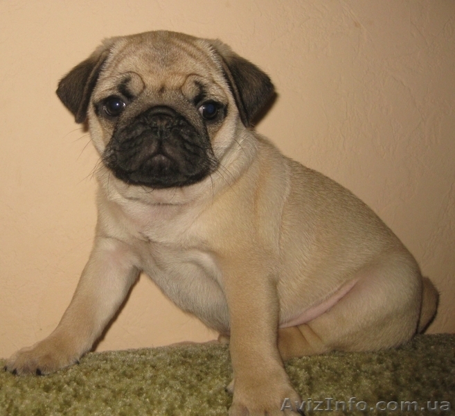 Продаются очаровательные щенки мопсов - <ro>Изображение</ro><ru>Изображение</ru> #2, <ru>Объявление</ru> #916636