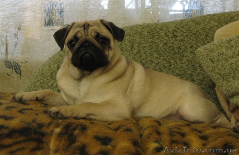 Продаются очаровательные щенки мопсов - <ro>Изображение</ro><ru>Изображение</ru> #3, <ru>Объявление</ru> #916636