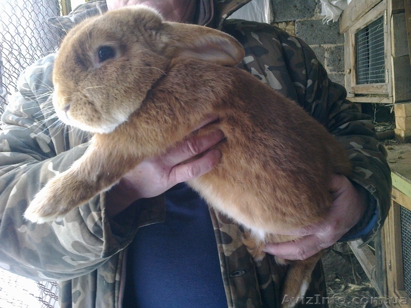 Племенные кролики-самцы - Бургундцы - <ro>Изображение</ro><ru>Изображение</ru> #1, <ru>Объявление</ru> #908157