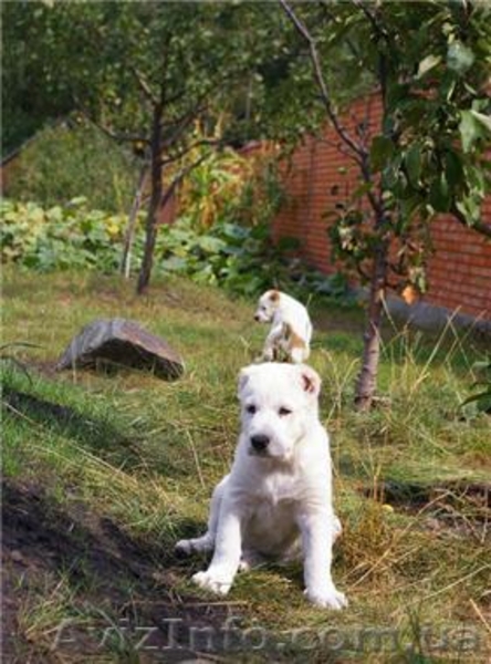 Овчарка  САО и КО (Щенки) - <ro>Изображение</ro><ru>Изображение</ru> #2, <ru>Объявление</ru> #72624