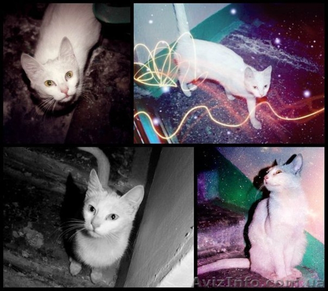 Грациозная ласковая леди ищет дом! - <ro>Изображение</ro><ru>Изображение</ru> #2, <ru>Объявление</ru> #921253