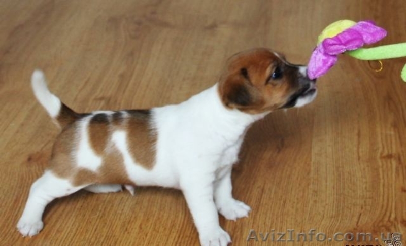  Cutie-Джек-Рассел терьер - <ro>Изображение</ro><ru>Изображение</ru> #1, <ru>Объявление</ru> #911973