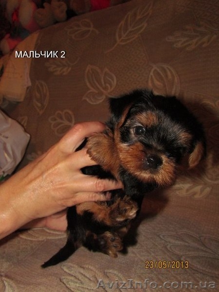 Продаются комочки Щенки йоркширского терьера  - <ro>Изображение</ro><ru>Изображение</ru> #2, <ru>Объявление</ru> #913231