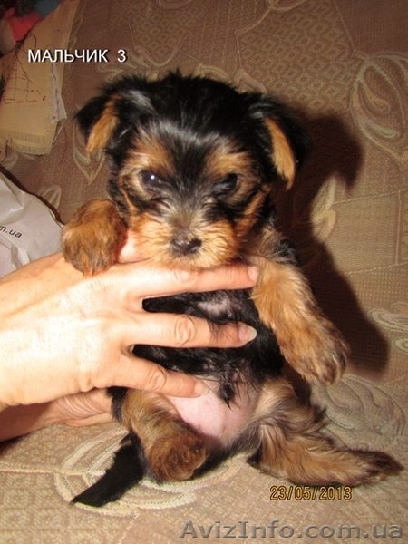 Продаются комочки Щенки йоркширского терьера  - <ro>Изображение</ro><ru>Изображение</ru> #1, <ru>Объявление</ru> #913231