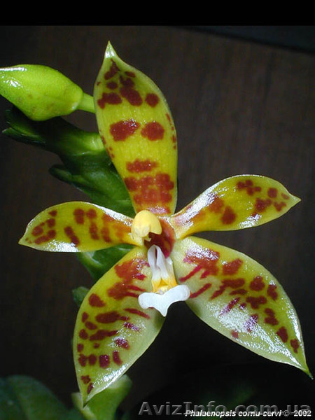 Орхидеи разных видов - <ro>Изображение</ro><ru>Изображение</ru> #3, <ru>Объявление</ru> #936713