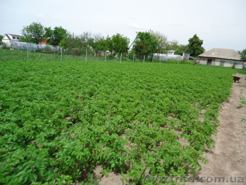 Срочно продам приватизированный участок земли под Киевом, купить землю в Киевско - <ro>Изображение</ro><ru>Изображение</ru> #1, <ru>Объявление</ru> #933872