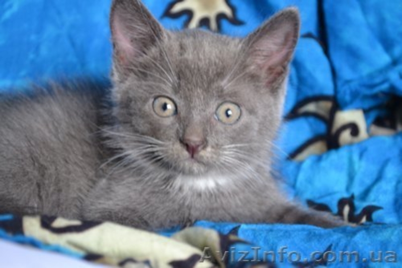 Очень симпатичные котята в хорошие руки - <ro>Изображение</ro><ru>Изображение</ru> #2, <ru>Объявление</ru> #936217