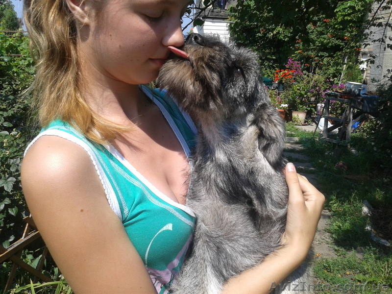  Щенки миттельшнауцера-племенное разведение - <ro>Изображение</ro><ru>Изображение</ru> #3, <ru>Объявление</ru> #862324