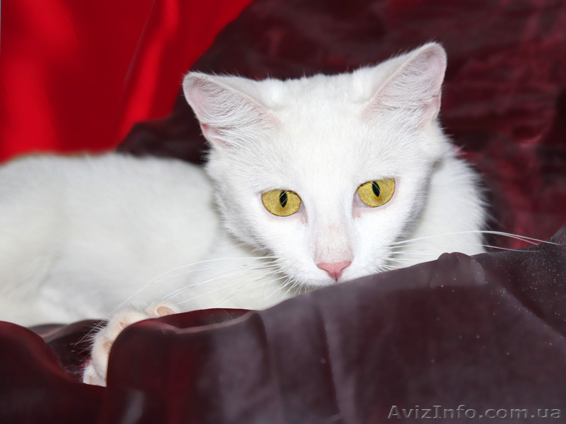 Кошка Ромашка ищет дом! - <ro>Изображение</ro><ru>Изображение</ru> #2, <ru>Объявление</ru> #925586