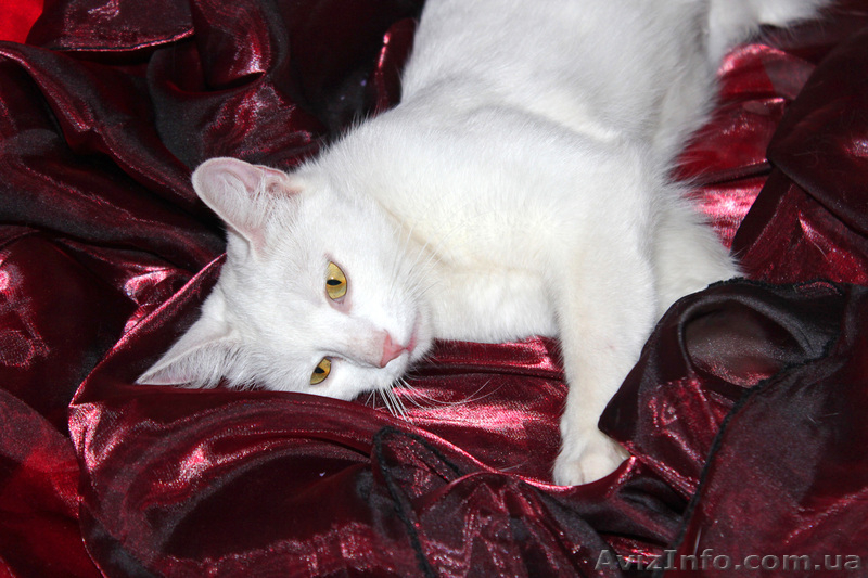 Кошка Ромашка ищет дом! - <ro>Изображение</ro><ru>Изображение</ru> #3, <ru>Объявление</ru> #925586