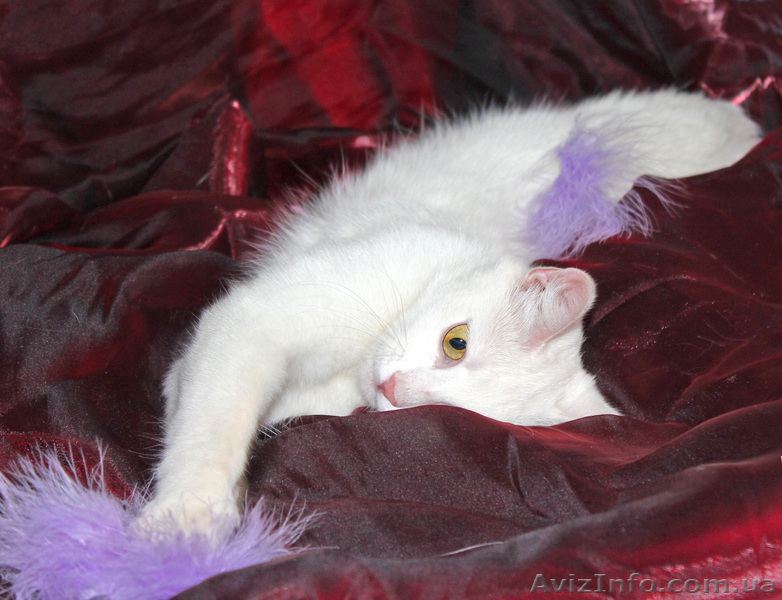 Кошка Ромашка ищет дом! - <ro>Изображение</ro><ru>Изображение</ru> #5, <ru>Объявление</ru> #925586